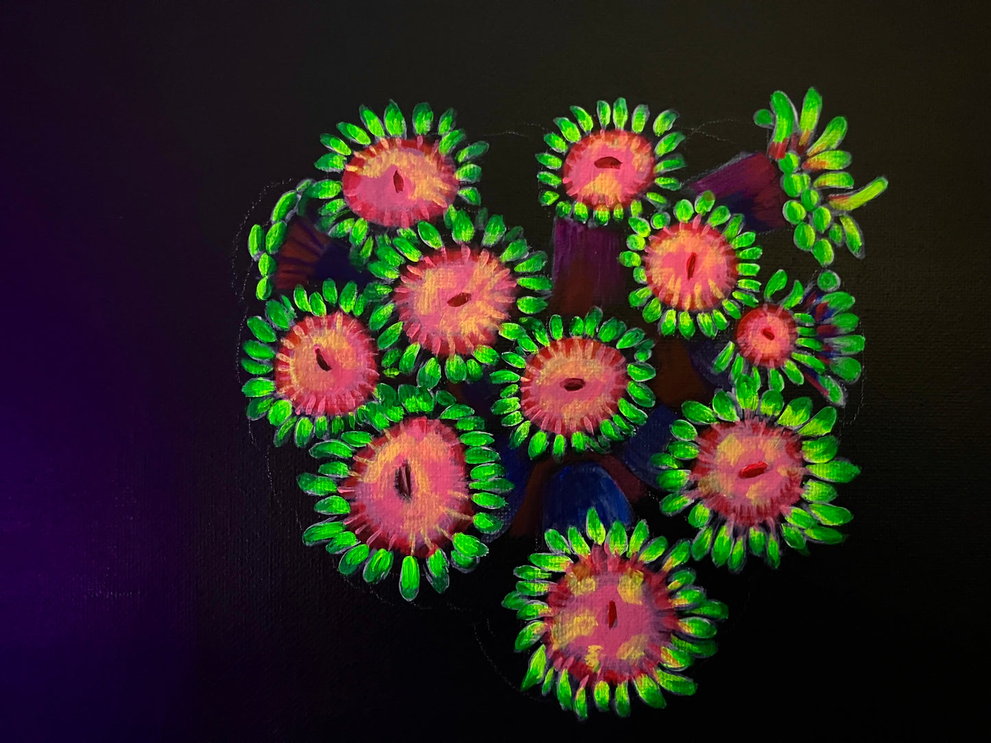 Goniopora painting
