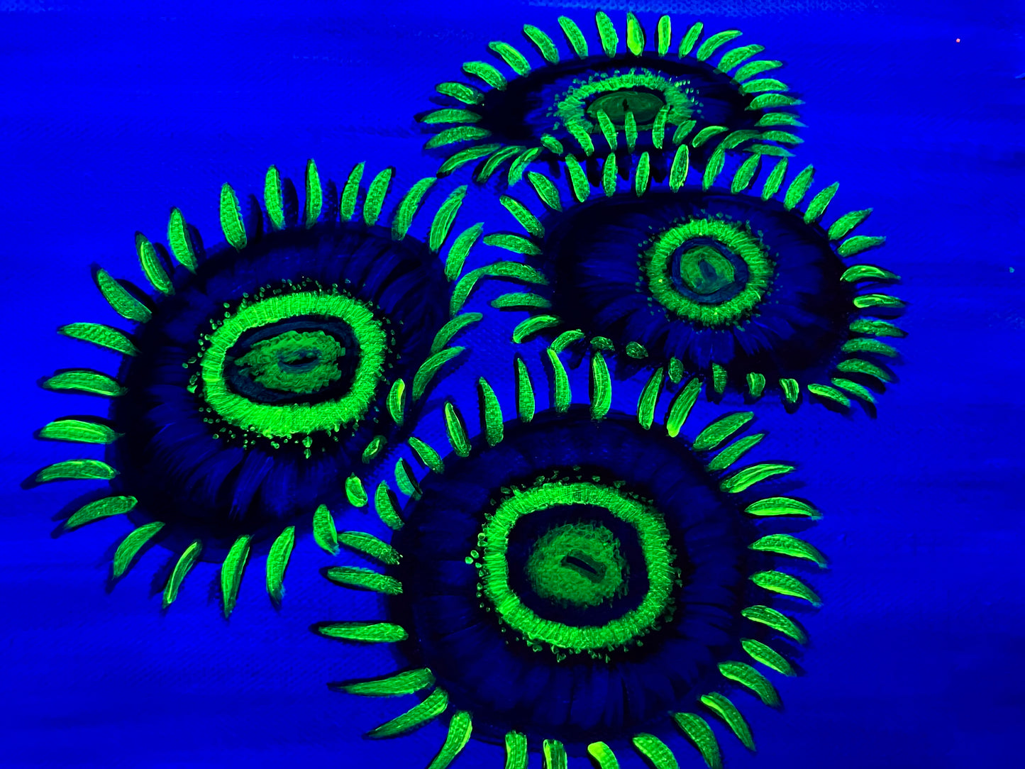 Black light zoanthid painting