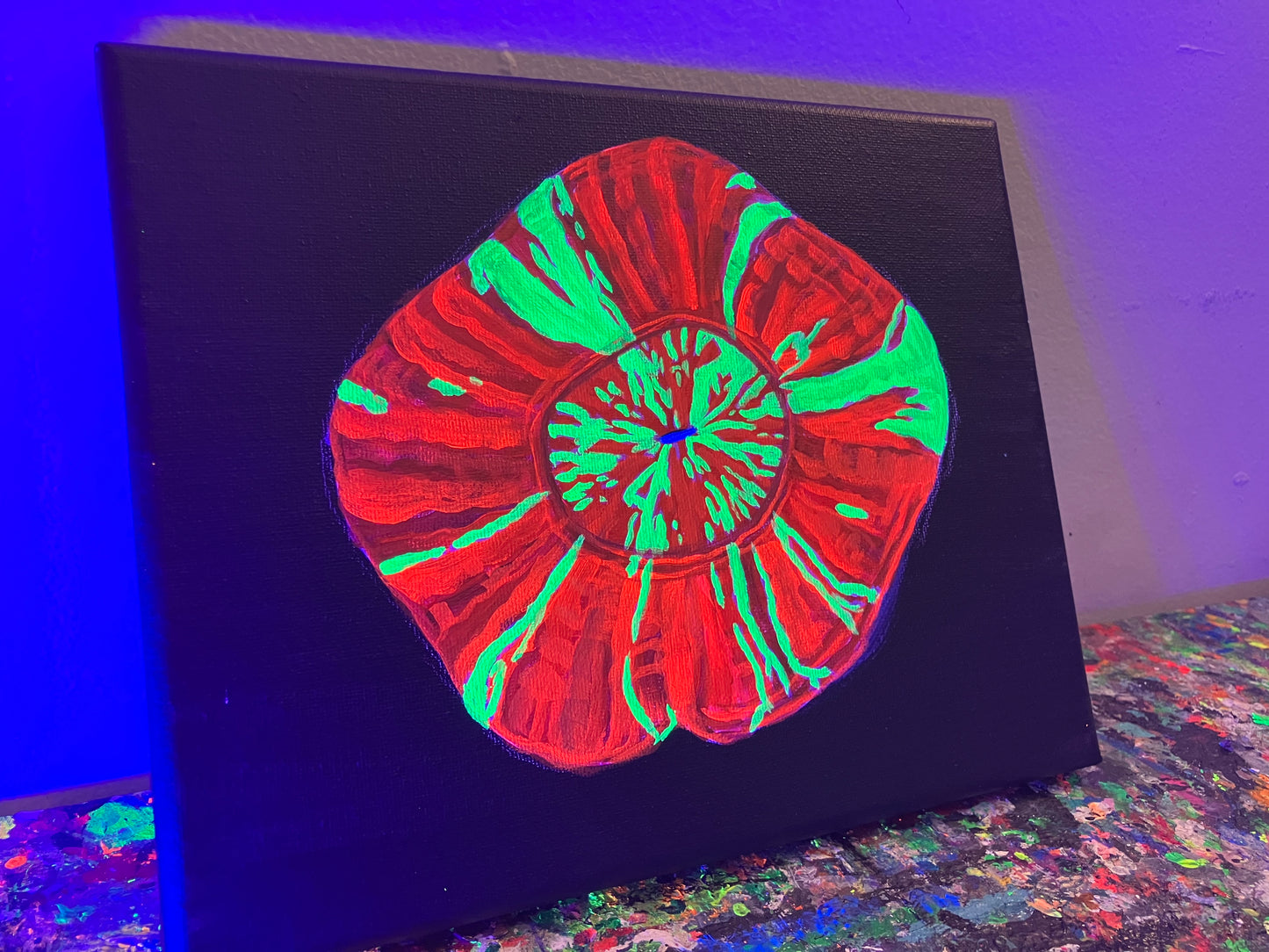 Scolymia black light painting