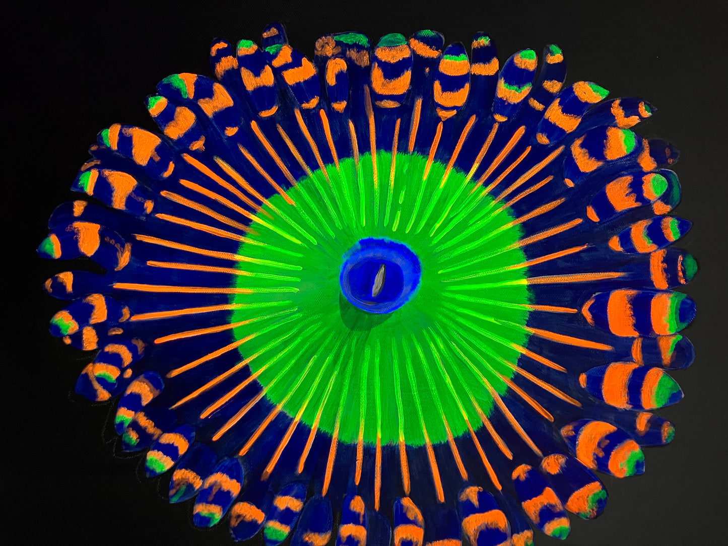 Candy apple red zoanthid black light painting