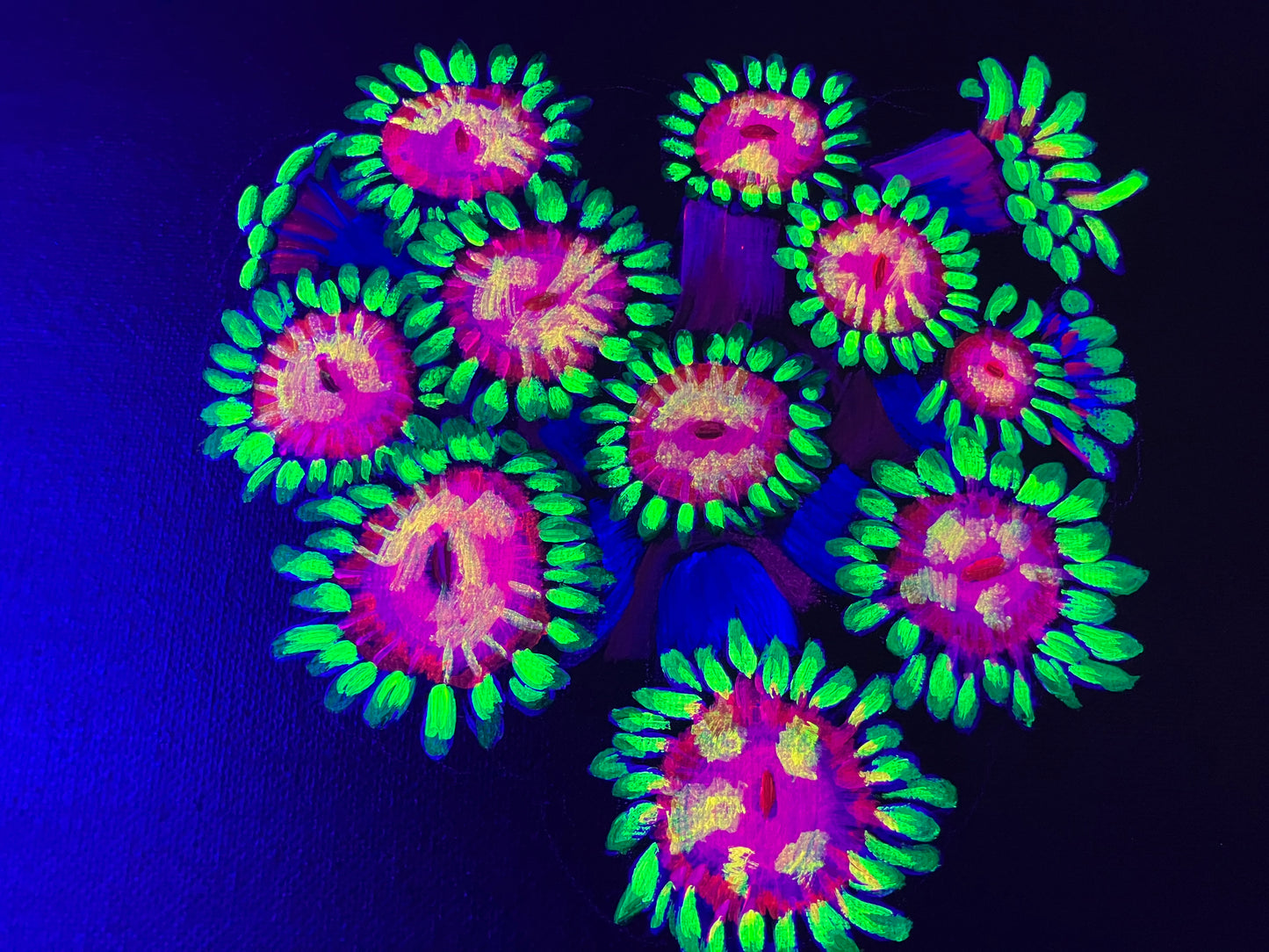 Goniopora up close