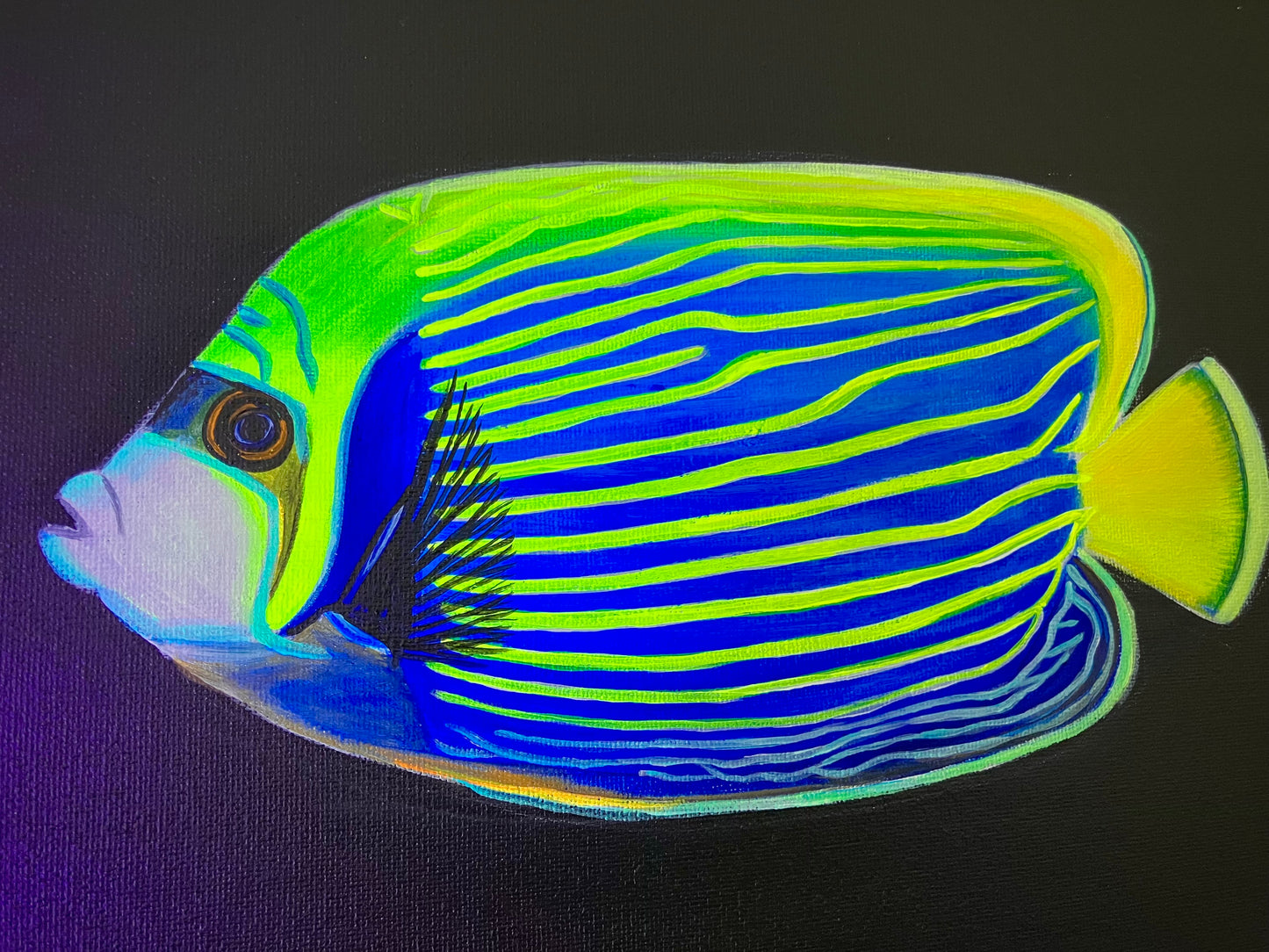 Angelfish black light painting