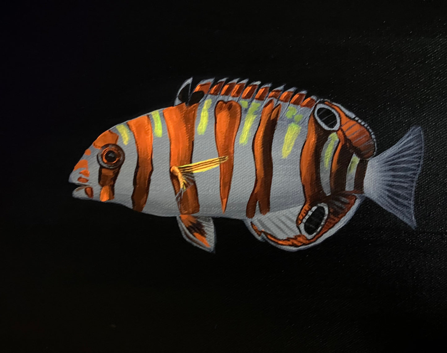 Harlequin Tusk Fish painting