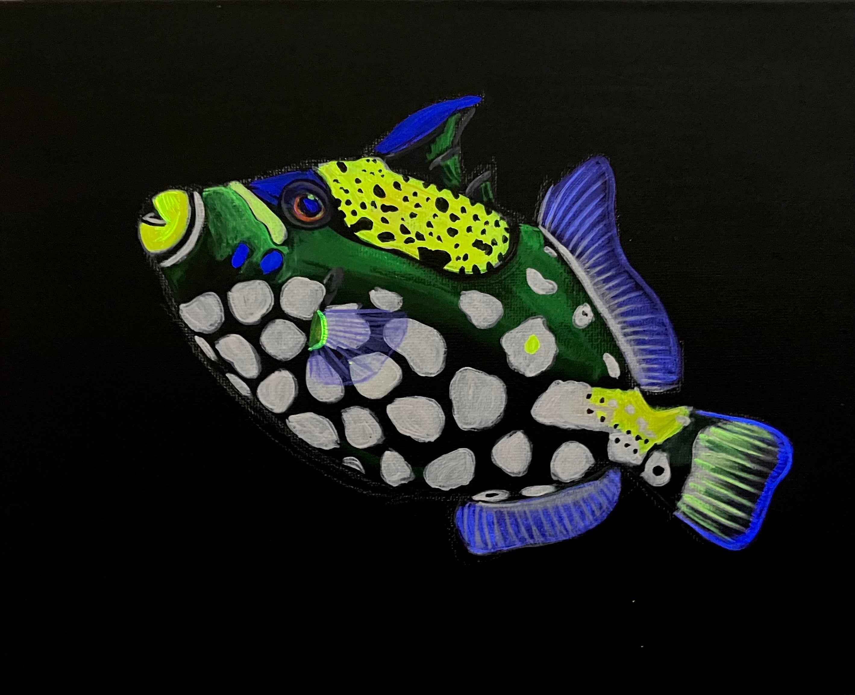 Clown triggerfish 