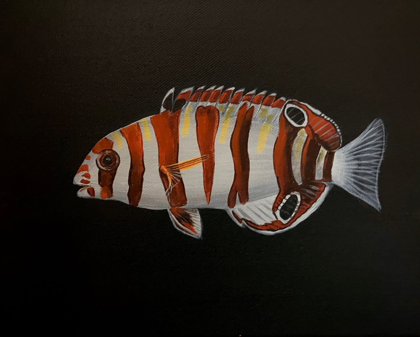 Harlequin Tusk Fish painting