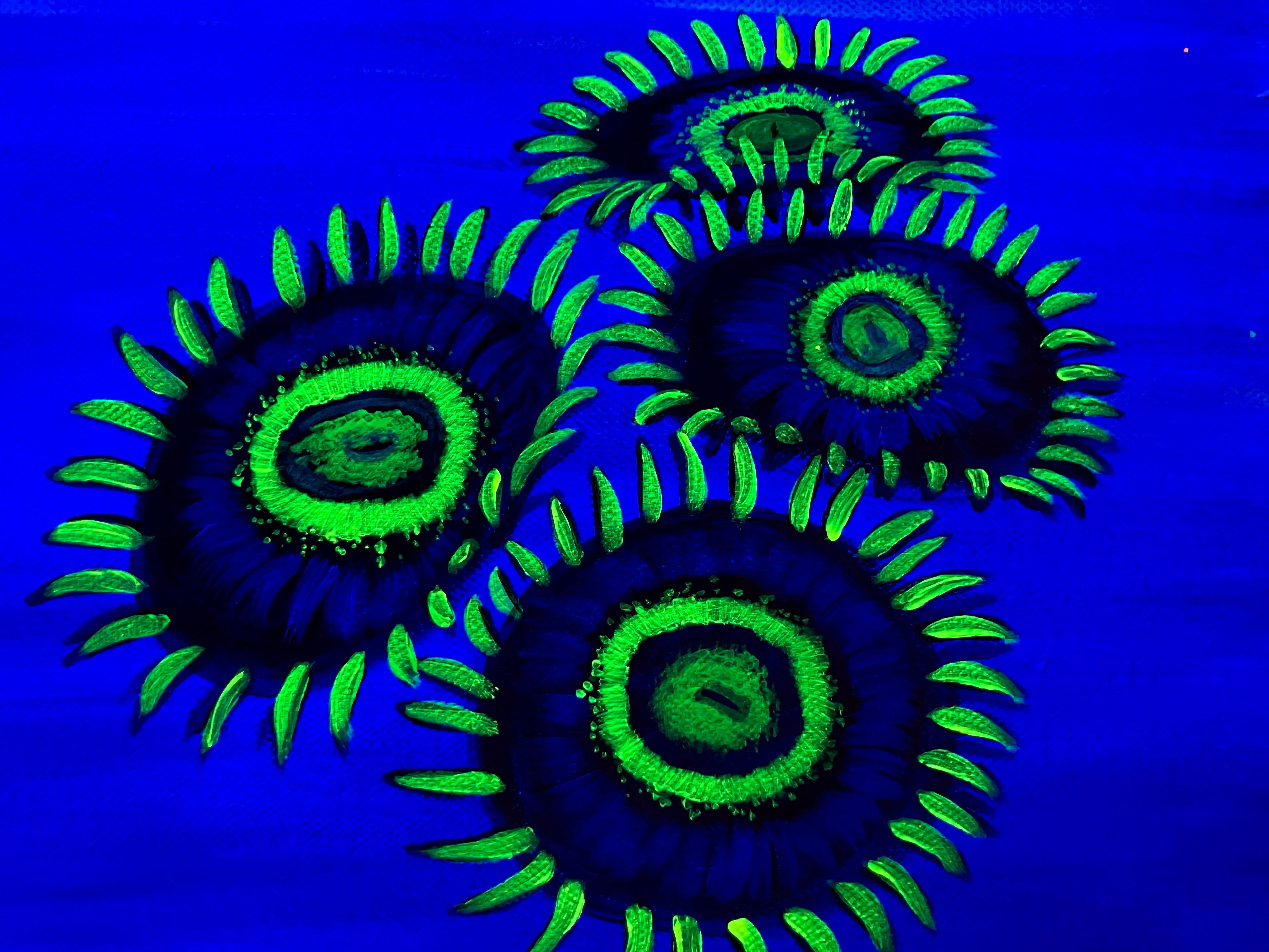 Black light zoanthid painting