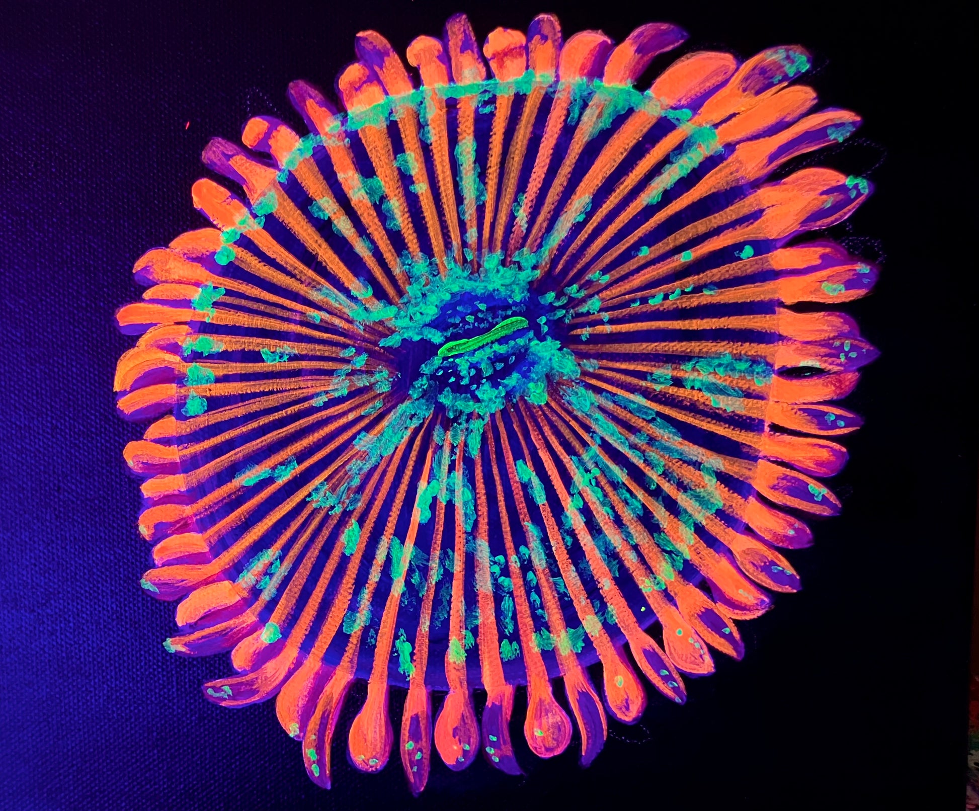 Zoanthid