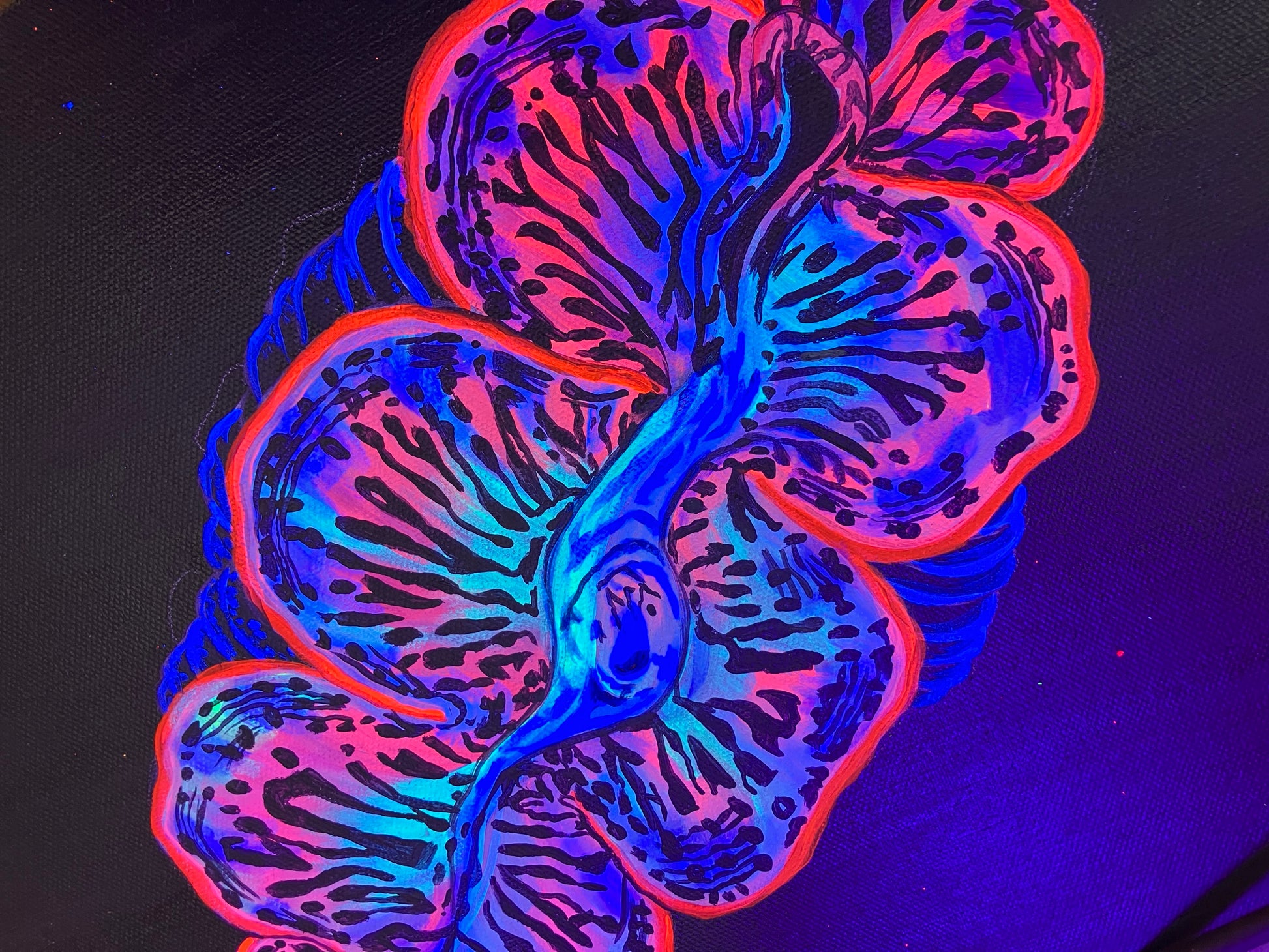 Maximus clam painting close up