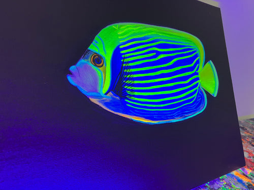 Angelfish black light painting
