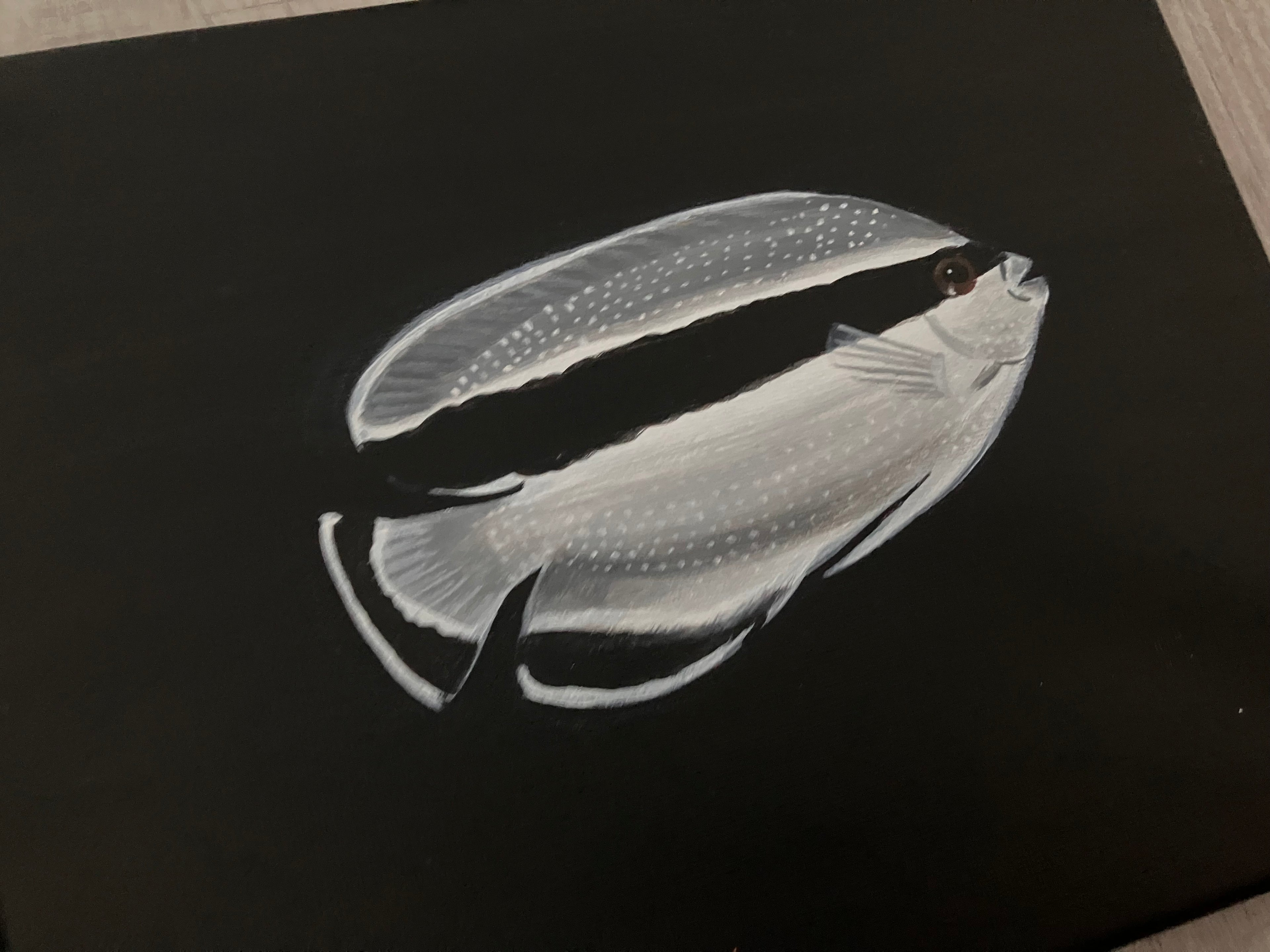 Banded angelfish painting