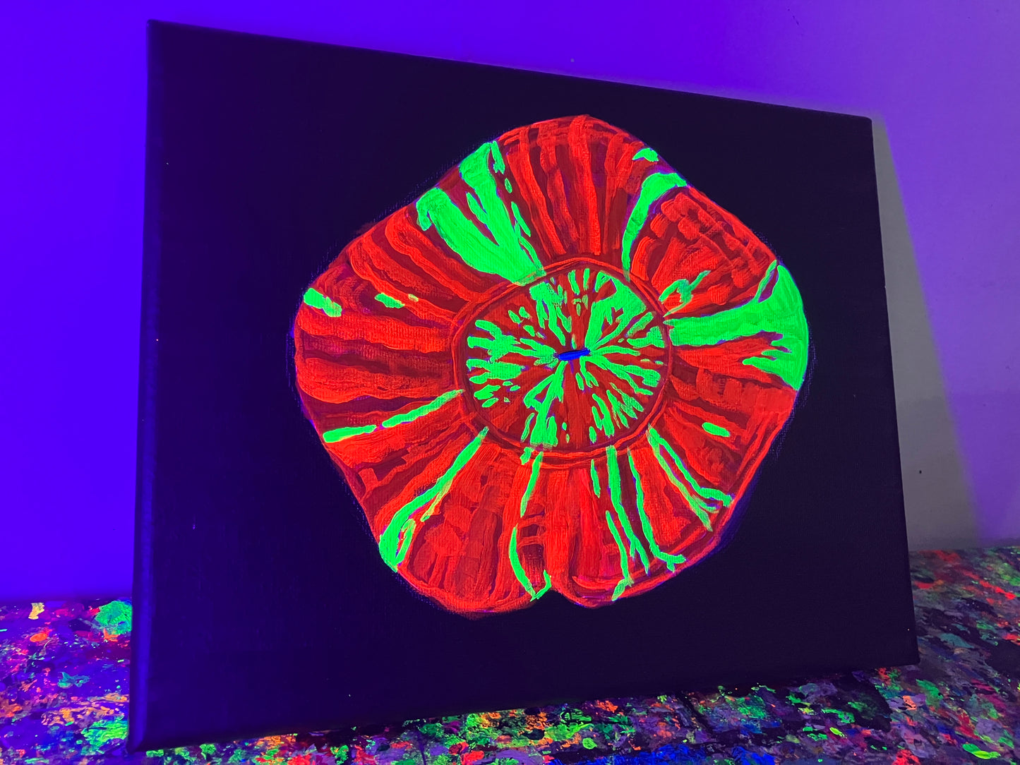 Scolymia black light painting