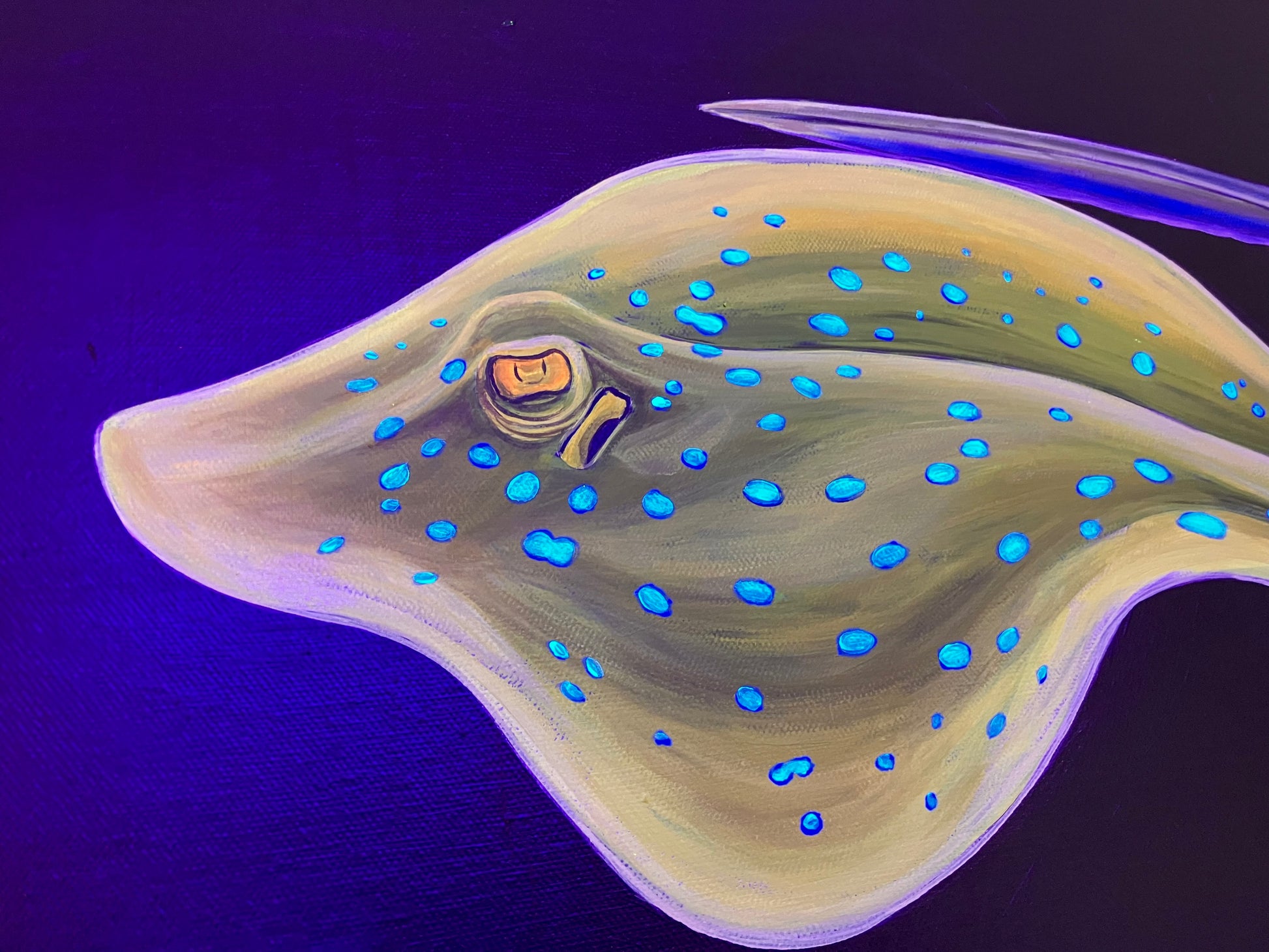 Up close spotted stingray 