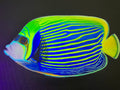 Angelfish black light painting