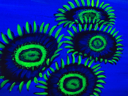 Black light zoanthid painting