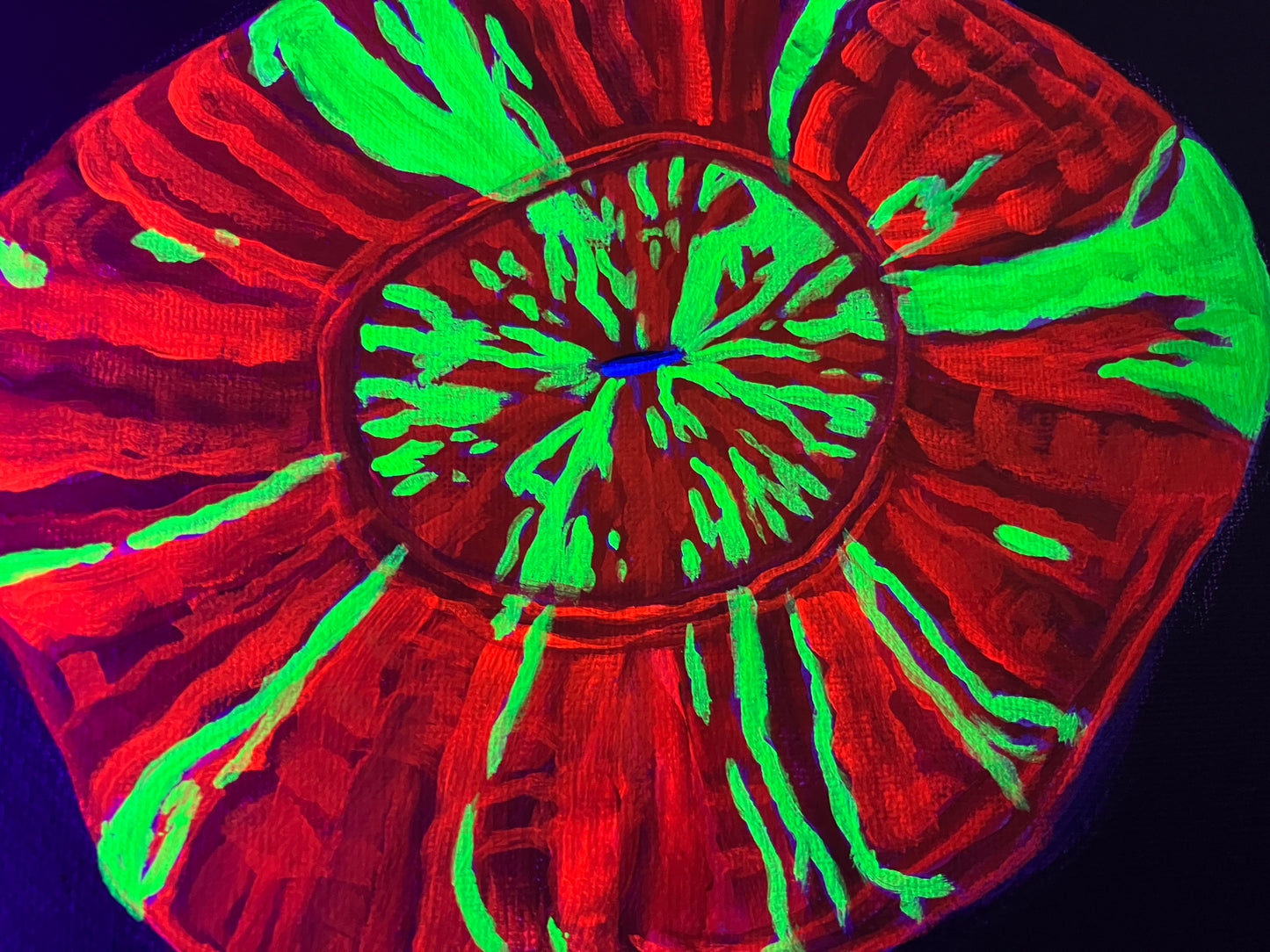 Scolymia black light painting