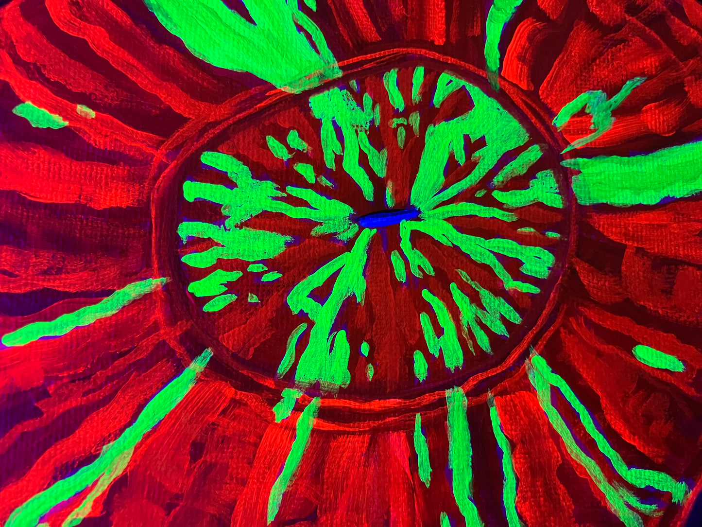 Scolymia black light painting