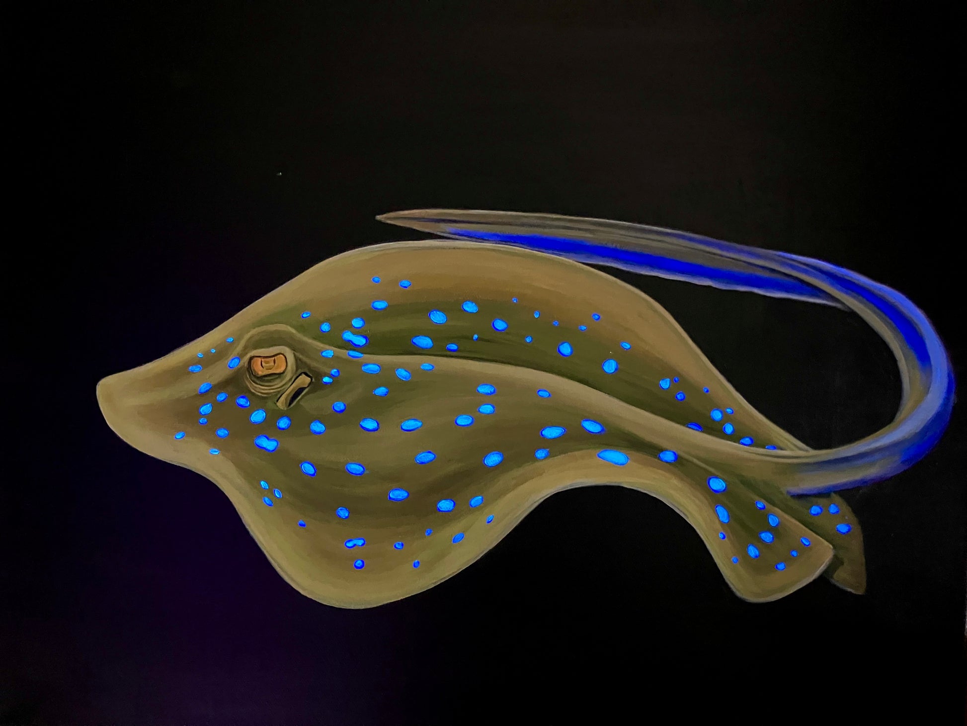 Blue spotted stingray 