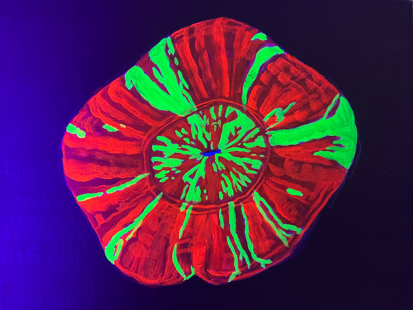 Scolymia black light painting